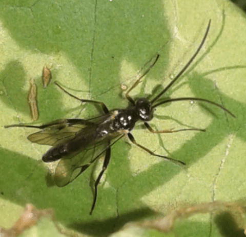 Ichneumonidae?